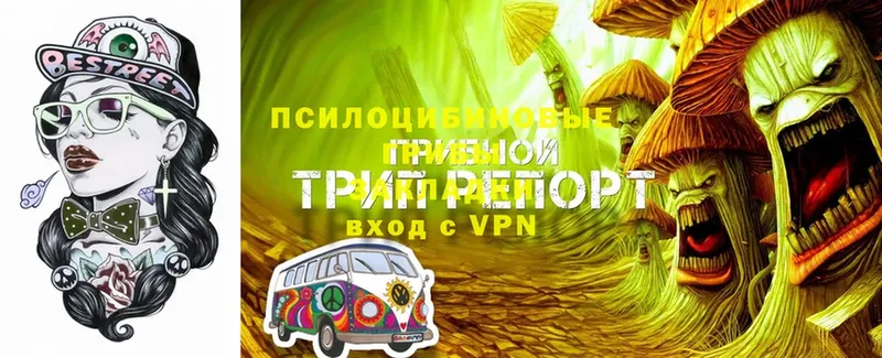 Псилоцибиновые грибы GOLDEN TEACHER Уржум