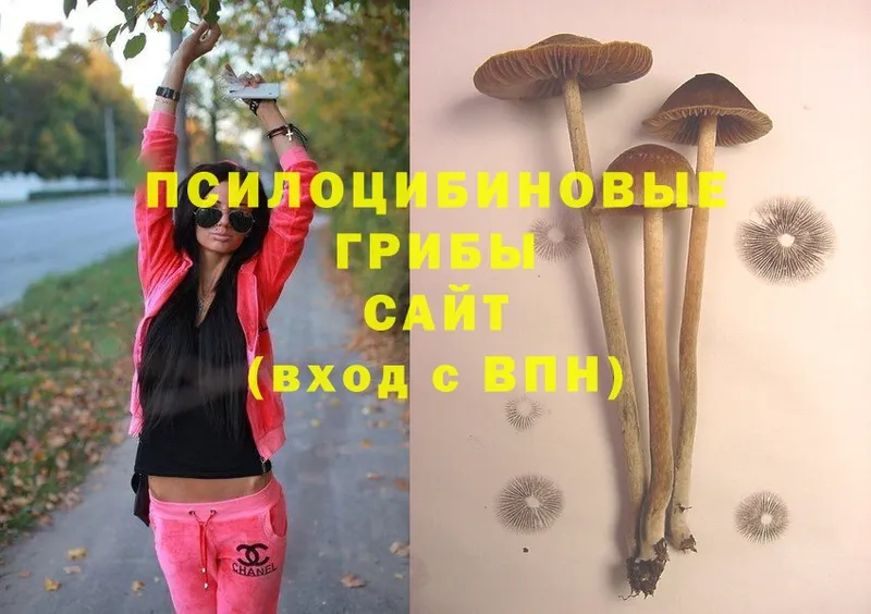 Псилоцибиновые грибы Psilocybine cubensis  Уржум 